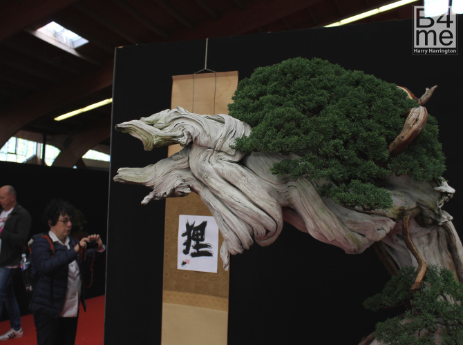 juniper tanuki bonsai